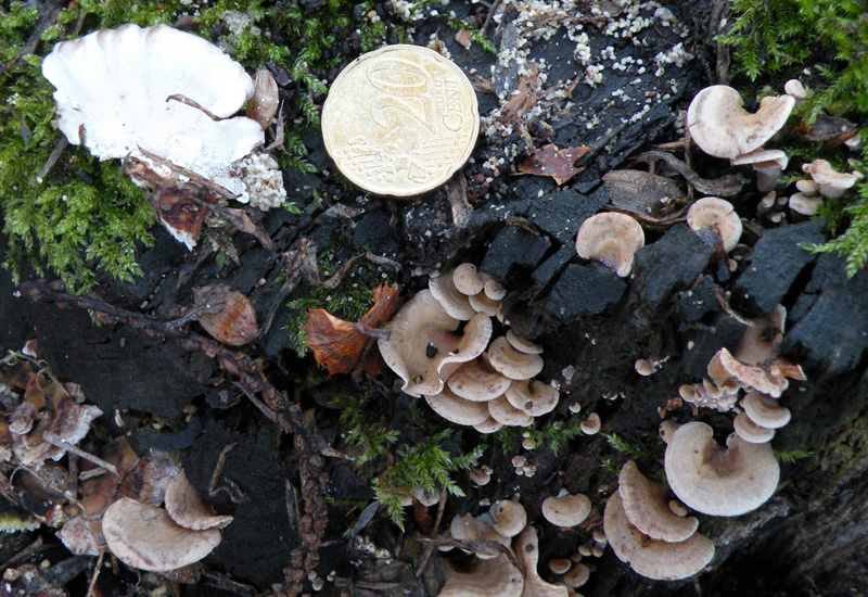 Aphyllophorales senza campioni